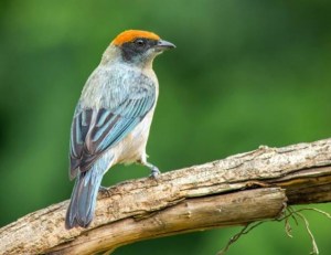 Scrub-Tanager-Tangara-vitriolina [ Hotel Tinamú ]