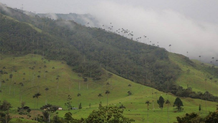 El Valle del Cocora en&nbsp;Quindio