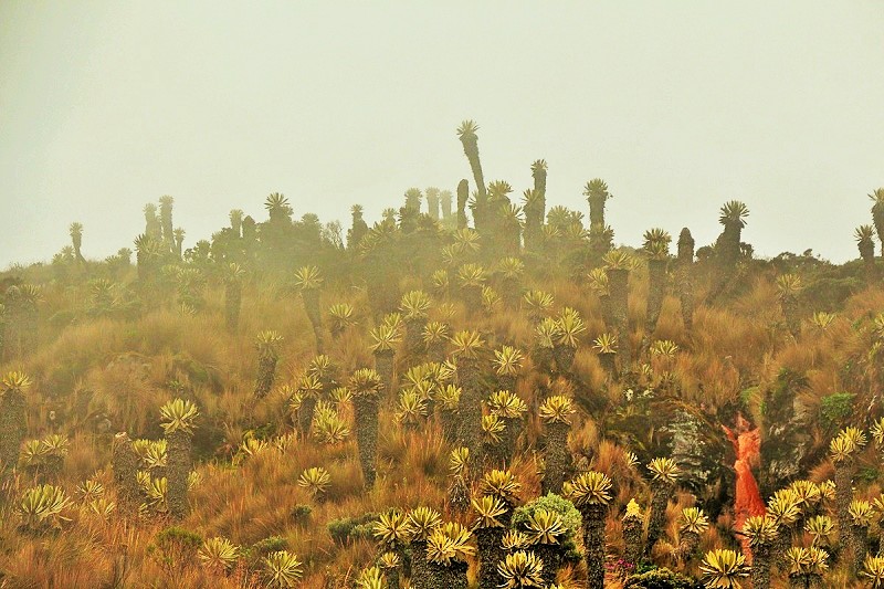 nevado-del-ruiz-pnn-los-nevados-caldas-5
