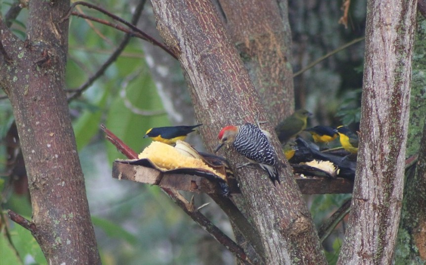 carpintero-habado-aviturismo-manizales-altomira