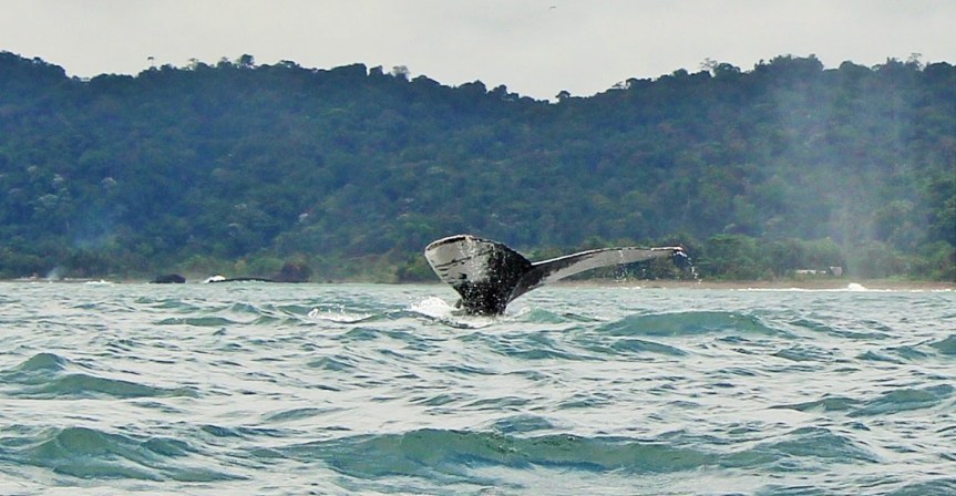 1-ballenas-yubartas-bahiasolano