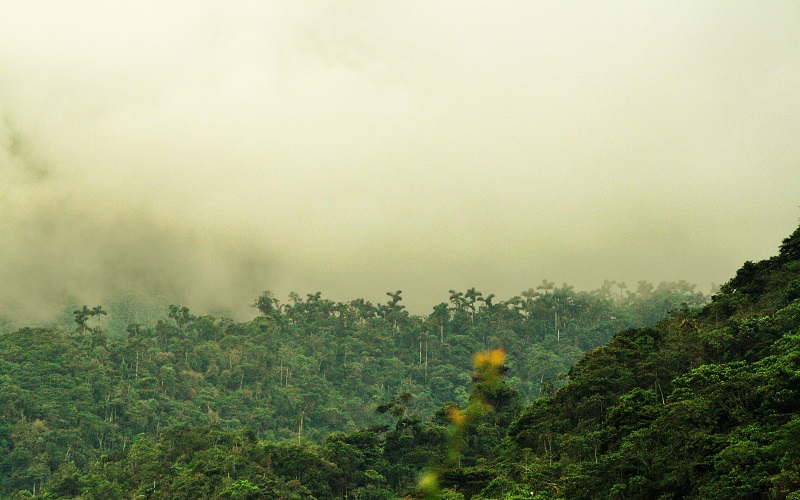 Tatama - Bosque Húmedo Tropical