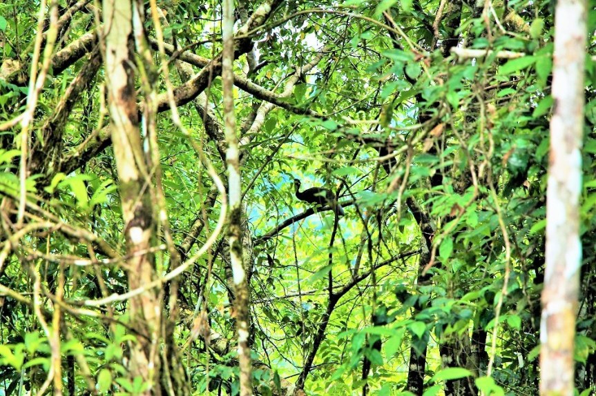 utria-bahiasolano-pacifico-pavadelbaudo