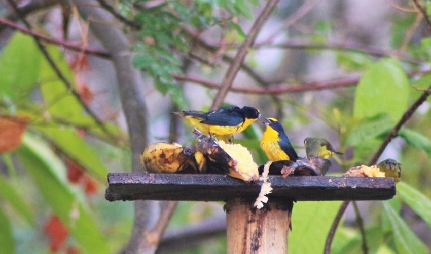 eufonias-aves-de-caldas-altomira