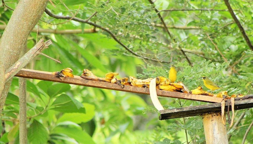 eufonias-aviturismo-caldas-altomira