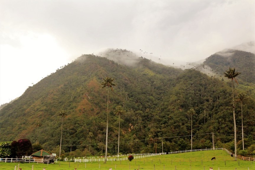 Las Palmas de Cera en el Valle de Cocora