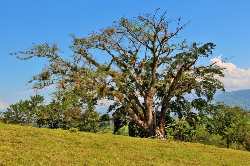 altomira-enero2017-verano
