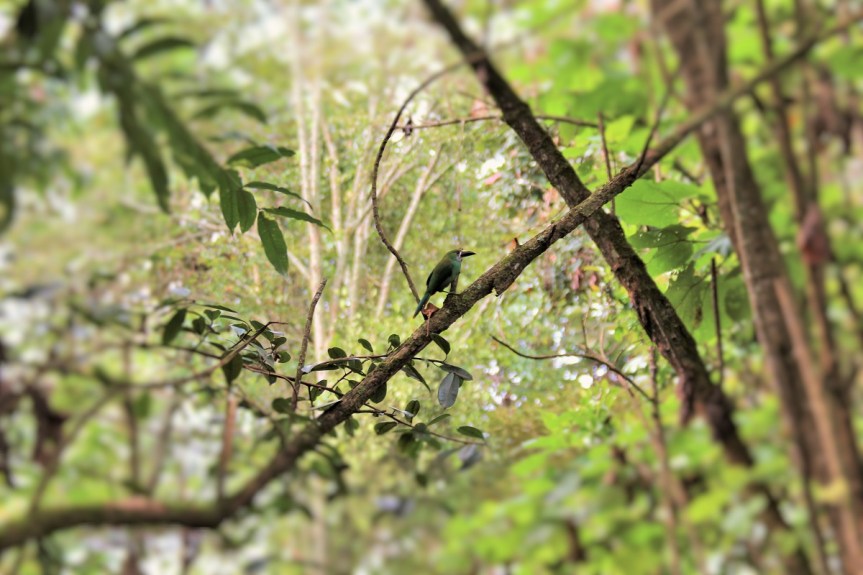 Senderiando en Manizales