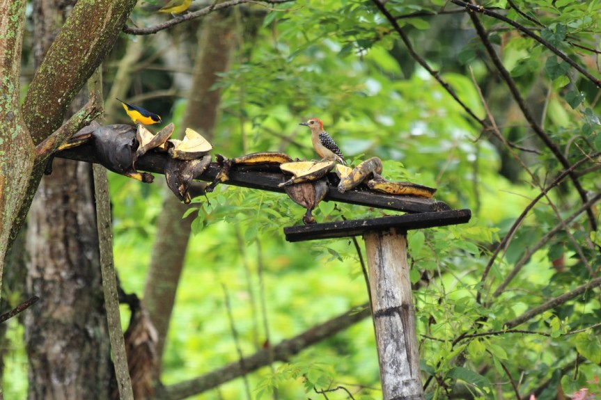 fincas-en-manizales-aviturismo-hospedaje-3