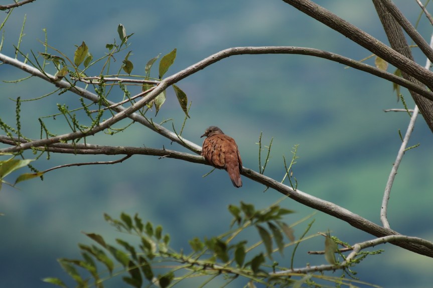 fincas-en-manizales-aviturismo-hospedaje-4