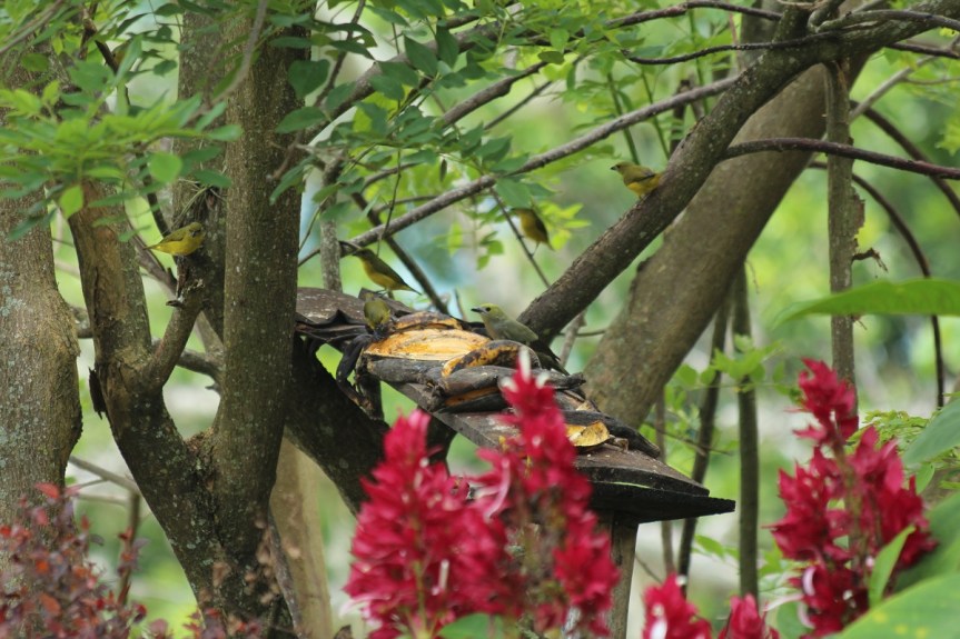 fincas-en-manizales-aviturismo-hospedaje-5