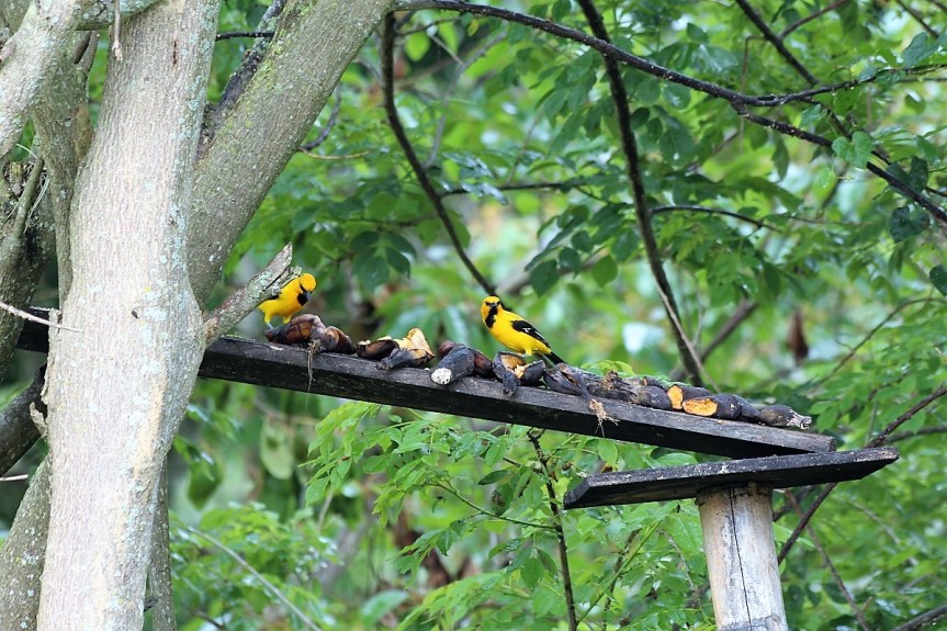 fincas-en-manizales-aviturismo-hospedaje-8