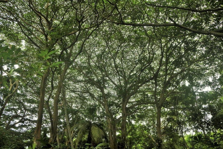 17-tayrona-playas-de-arrecifes-parques-naturales-senderos