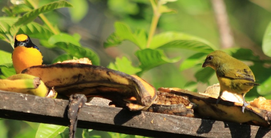 manizales-aviturismo-euphonias