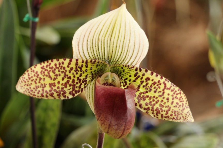 orquideas-recinto-del-pensamiento-manizales-20