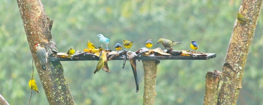 finca-altomira-bird-waching-hospedaje-descanso-´pajarologos