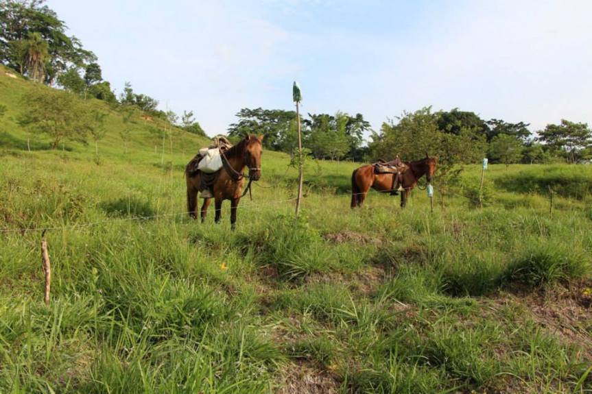 los-caballos-de-la-finca-altomira