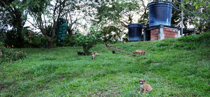 cria-de-perros-finca-altomira-2