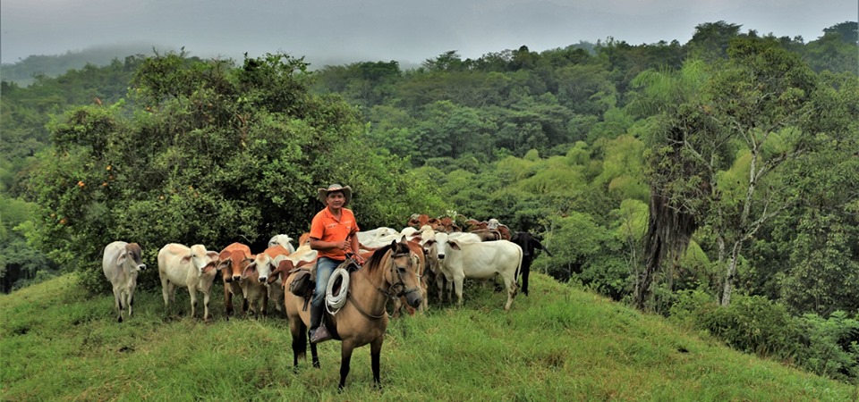 ganaderia-finca-altomira-santagueda-manizales